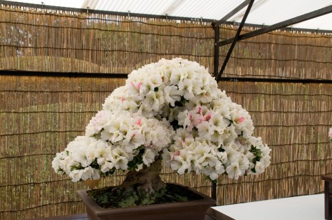 �Ԃ��̖~��