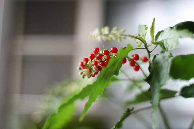 �����̖~��