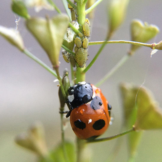 �A�u�����V