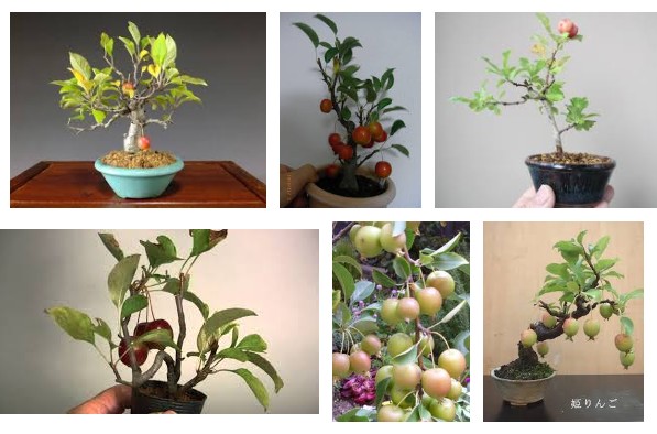 姫りんご盆栽