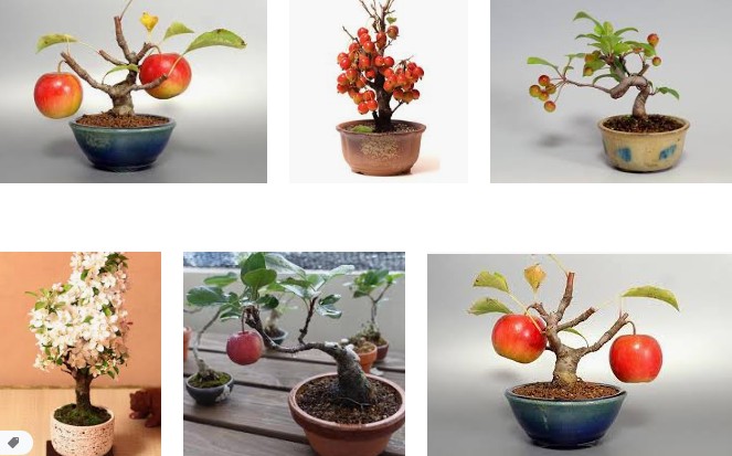 姫りんご盆栽