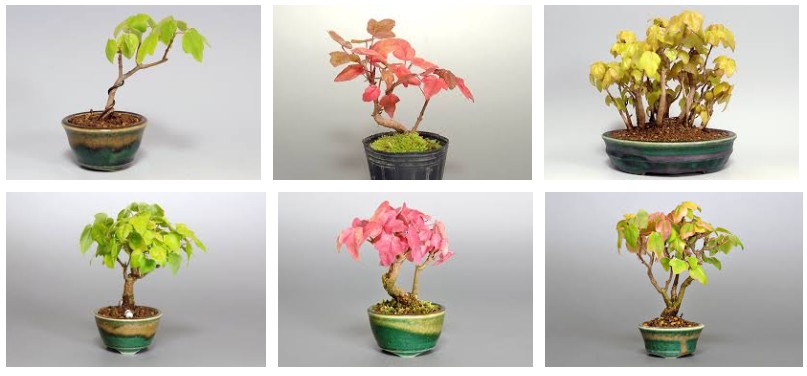 �J�G�f�~��