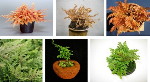 �R�K�l�V�_�~��