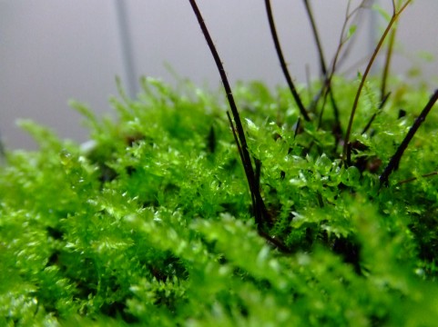 �����̖~��