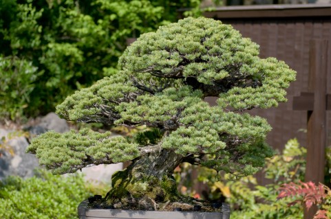 黒松盆栽
