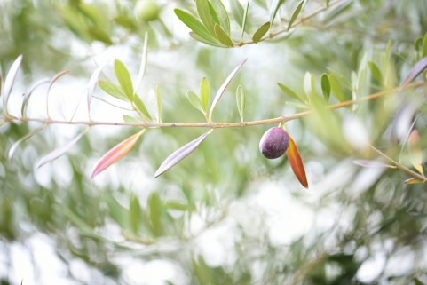 �I���[�u�~��