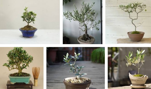 �I���[�u�~��