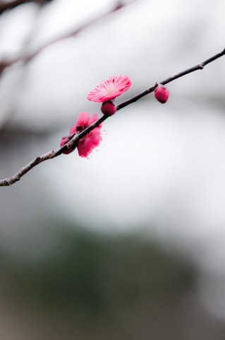 �q�o�C�~��